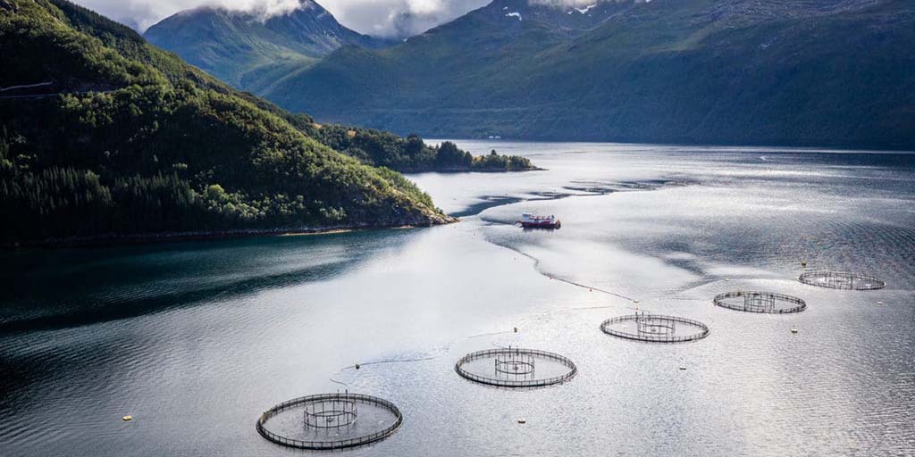 The aquaculture industry has made significant progress in reducing its use of antibiotics over the past several decades.