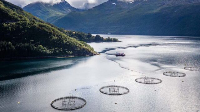 The aquaculture industry has made significant progress in reducing its use of antibiotics over the past several decades.