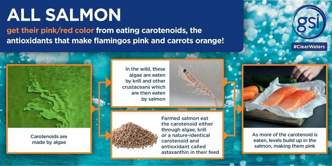 Antioxidants Farmed Salmon