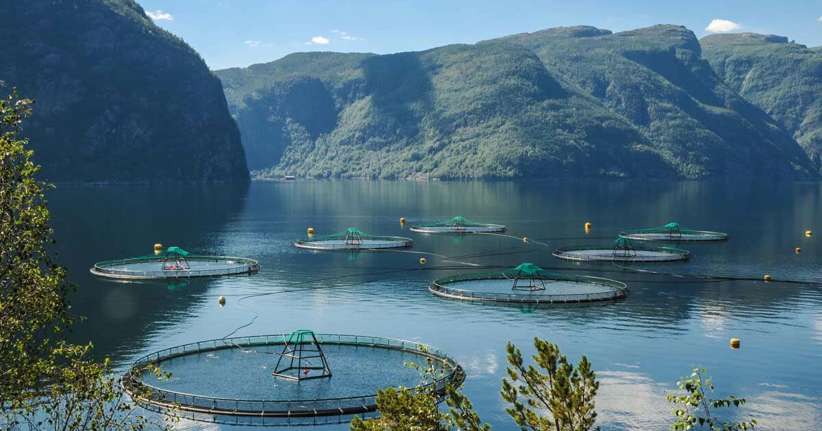 The Global Salmon Initiative (GSI) Strengthens Global Presence With ...