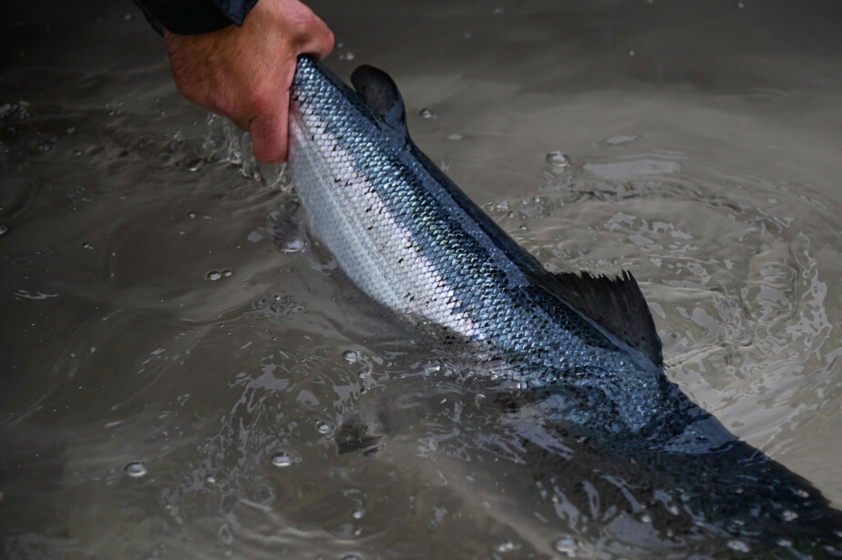 Person holding salmon in water as part of a health screening