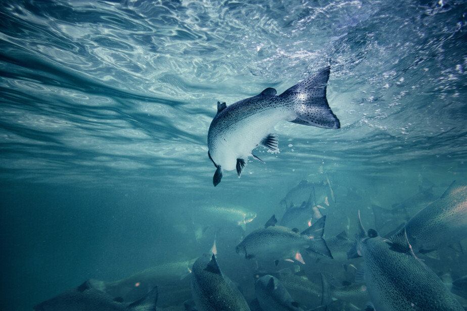 Salmon swimming in pen underwater